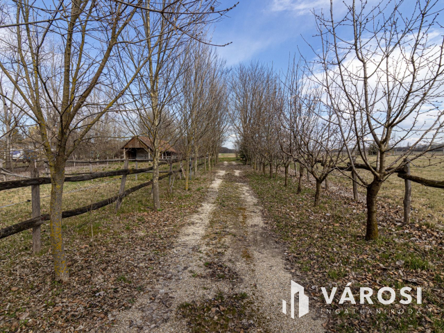 Kiskunlacházán 45000nm gazdálkodásra alkalmas terület!