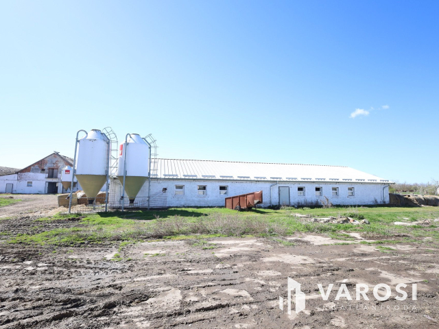 Eladó sertéstelep Szeghalom határában 11 ha területen