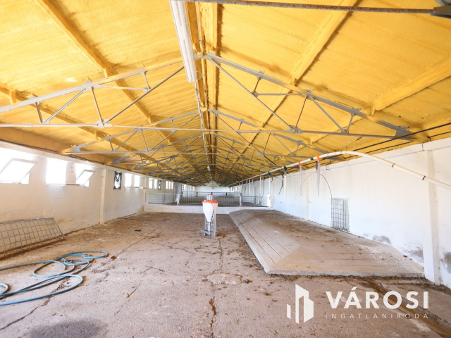 Eladó sertéstelep Szeghalom határában 11 ha területen