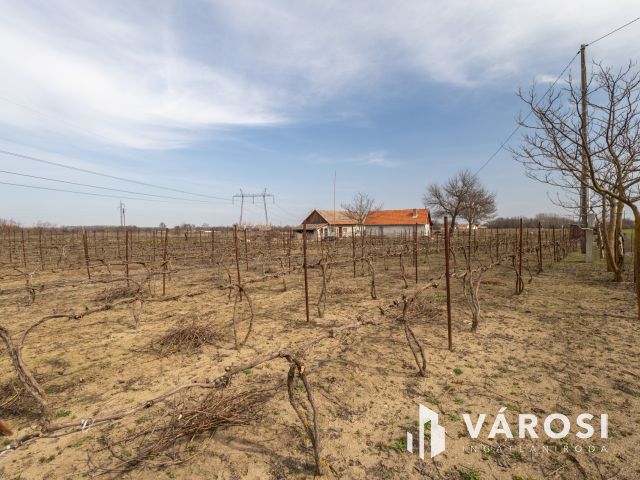 Ahol a munka meghozza gyümölcsét – szó szerint